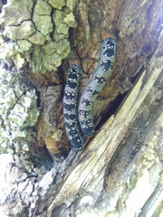 Arsenura polyodonta