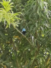 Stilpnia cyanicollis