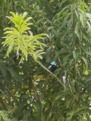 Stilpnia cyanicollis