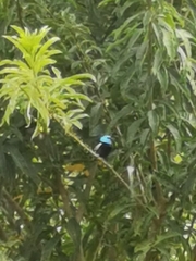 Stilpnia cyanicollis