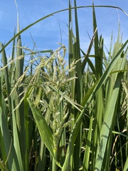 Zizaniopsis miliacea