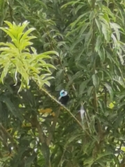 Stilpnia cyanicollis