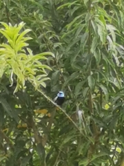 Stilpnia cyanicollis