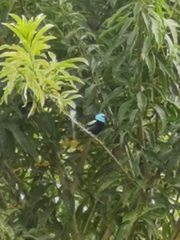 Stilpnia cyanicollis