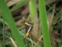 Adelpha syma