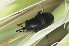 Scyphophorus acupunctatus