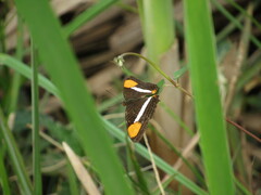 Adelpha syma