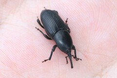 Scyphophorus acupunctatus
