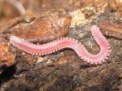 Gosodesmus claremontus