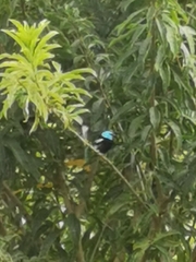 Stilpnia cyanicollis