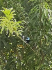 Stilpnia cyanicollis