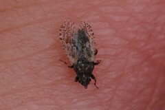 Crophius