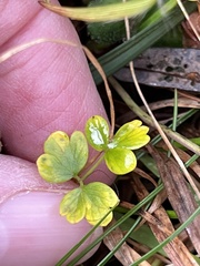 Thalictrum alpinum