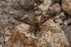 Poecilanthrax arethusa