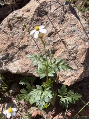 Coreocarpus parthenioides parthenioides