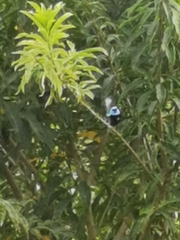 Stilpnia cyanicollis