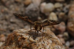 Poecilanthrax arethusa