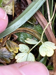 Thalictrum alpinum