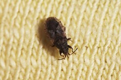 Crophius