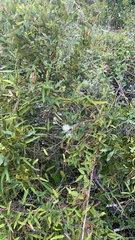 Clematis drummondii
