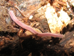 Gosodesmus claremontus