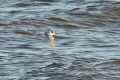 Sterna hirundo