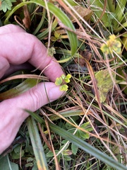 Thalictrum alpinum