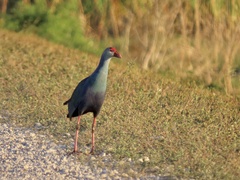 Porphyrio poliocephalus