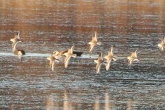 Calidris alpina