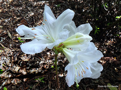 Rhododendron formosum inaequale