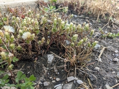 Symphyotrichum ciliatum