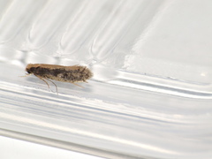 Monopis crocicapitella