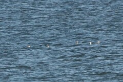 Podiceps auritus