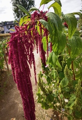 Amaranthus caudatus