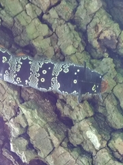 Arsenura polyodonta