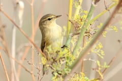 Common Chiffchaff photo 5