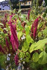 Amaranthus caudatus