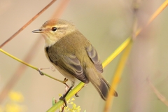 Common Chiffchaff photo 3