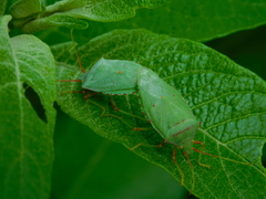 Chlorocoris rufopictus