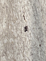 Brachymyrmex patagonicus