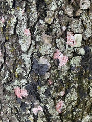 Herpothallon rubrocinctum