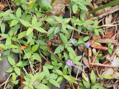 Ruellia squarrosa
