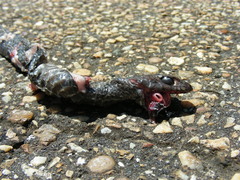Masticophis flagellum flagellum