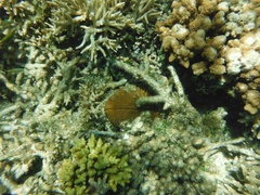Ctenactis echinata