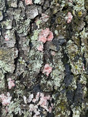 Herpothallon rubrocinctum