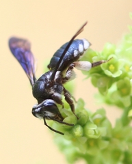 Andrena agilissima
