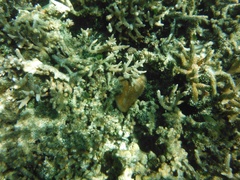 Ctenactis echinata