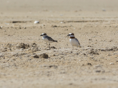 Charadrius wilsonia