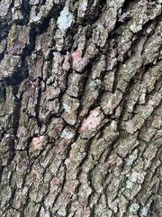 Herpothallon rubrocinctum