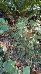 Equisetum telmateia